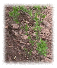 Tropfschlauch - Einspeisung Pflanze